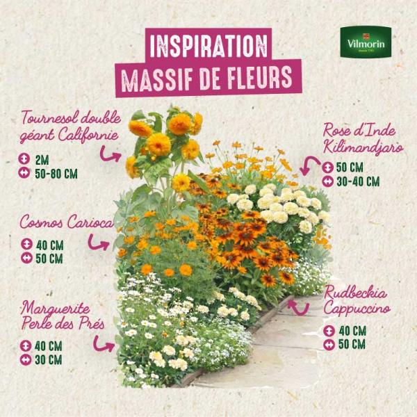 Fleurs - Cosmos Sulphureus Carioca - Graines d'Exception - image